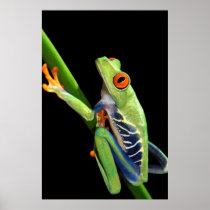 red eyed tree frog