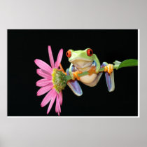 red eyed tree frog