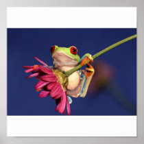 red eyed tree frog