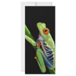 red eyed tree frog rack cards