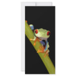 red eyed tree frog rack cards