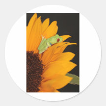 red eyed tree frog round stickers