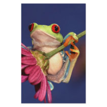 red eyed tree frog