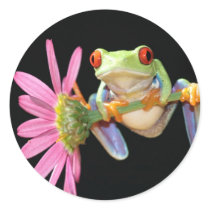 red eyed tree frog