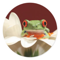 red eyed tree frog