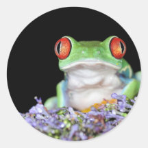 red eyed tree frog sticker