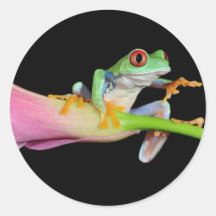 red eyed tree frog sticker