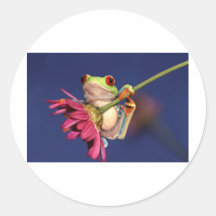 red eyed tree frog sticker