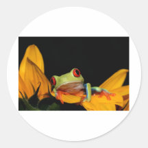 red eyed tree frog stickers