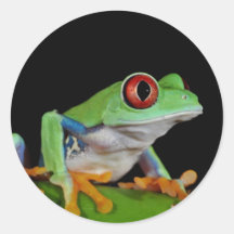 red eyed tree frog stickers