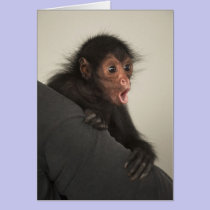 Red-faced Spider Monkey Ateles paniscus) cards