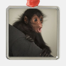Red-faced Spider Monkey Ateles paniscus) Christmas Tree Ornaments
