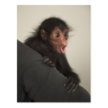 Red-faced Spider Monkey Ateles paniscus) Postcard