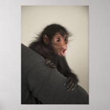 Red-faced Spider Monkey Ateles paniscus) Print