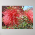 Red Fairy Duster posters