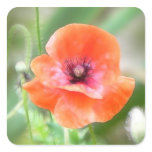 Red Flanders Poppy Sticker