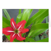 red floral cards