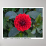 Red Flower at the Bridge of Flowers in Mass. posters