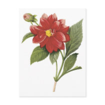 Red flower botanical illistration; Double dahlia Postcard