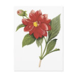 Red flower botanical illistration; Double dahlia postcards