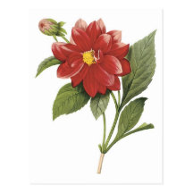 Red flower botanical illistration; Double dahlia Postcard