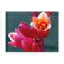 red flower opening up postcard