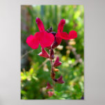 red flower posters