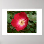 Red flower. posters