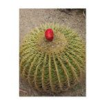 Red Flowering Cactus postcards