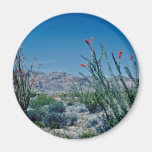 Red Flowering Ocotillo flowers Fridge Magnets