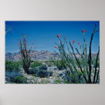 Red Flowering Ocotillo flowers Print
