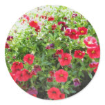 red flowers in the sun round sticker