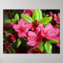 Red Flowers posters