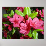 Red Flowers posters