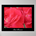 Red Flowers posters
