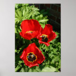 Red Flowers Poster