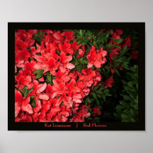 Red Flowers Poster