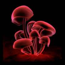 Red Fluorescence (Square) posters