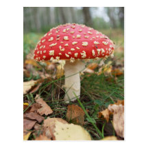 Red Fly Agaric Postcard