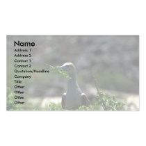 Red-Footed Booby Building Nest Business Cards