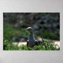Red-Footed Booby Building Nest Poster