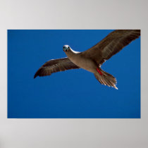Red-Footed Booby In Flight Poster