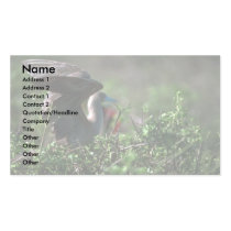 Red-Footed Booby On Saltbush Business Card Templates