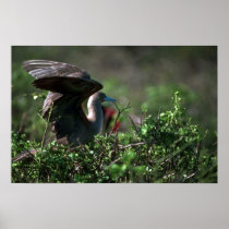 Red-Footed Booby On Saltbush Print