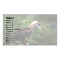 Red-Footed Booby Perched On Saltbush Business Card Templates