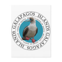 Red Footed Booby Post Card