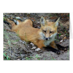 Red Fox - Chillin Card