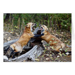 Red Fox - Fight Greeting Cards