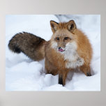 Red Fox in the Snow Posters