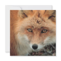 Red Fox Invitation
